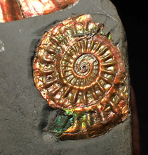 Load image into Gallery viewer, Juvenile iridescent Caloceras display ammonite fossil 30mm