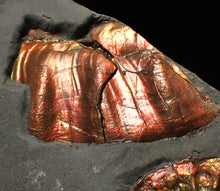 Load image into Gallery viewer, Juvenile iridescent Caloceras display ammonite fossil 30mm