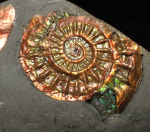 Load image into Gallery viewer, Juvenile iridescent Caloceras display ammonite fossil 30mm
