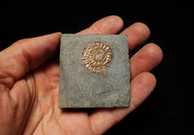 Load image into Gallery viewer, Juvenile iridescent Caloceras display ammonite fossil 25mm