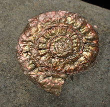 Load image into Gallery viewer, Juvenile iridescent Caloceras display ammonite fossil 25mm