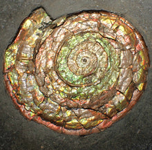 Load image into Gallery viewer, Big complete iridescent Caloceras display ammonite fossil (82mm)