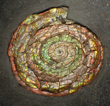 Load image into Gallery viewer, Big complete iridescent Caloceras display ammonite fossil (82mm)