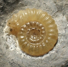 Load image into Gallery viewer, Calcite Promicroceras double-ammonite display fossil