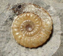 Load image into Gallery viewer, Calcite Promicroceras double-ammonite display fossil