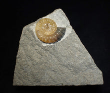 Load image into Gallery viewer, Calcite Promicroceras ammonite fossil display piece (20mm)