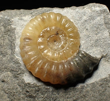 Load image into Gallery viewer, Calcite Promicroceras ammonite fossil display piece (20mm)