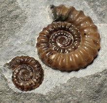 Load image into Gallery viewer, Calcite Promicroceras double-ammonite display fossil