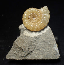 Load image into Gallery viewer, Calcite Promicroceras ammonite fossil display piece (25mm)