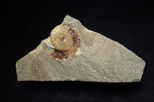 Load image into Gallery viewer, Calcite Promicroceras ammonite fossil display piece (26mm)