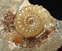 Load image into Gallery viewer, Calcite Promicroceras ammonite fossil display piece (26mm)