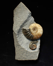 Load image into Gallery viewer, Asteroceras obtusum double-ammonite display fossil