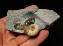 Load image into Gallery viewer, Asteroceras obtusum double-ammonite display fossil