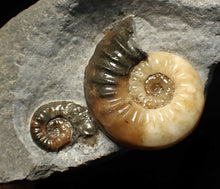 Load image into Gallery viewer, Asteroceras obtusum double-ammonite display fossil