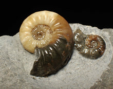 Load image into Gallery viewer, Asteroceras obtusum double-ammonite display fossil