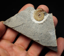 Load image into Gallery viewer, Calcite Promicroceras ammonite fossil display piece (19mm)