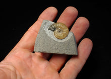 Load image into Gallery viewer, Asteroceras obtusum display ammonite fossil (24 mm)