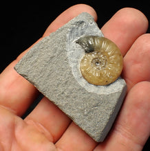 Load image into Gallery viewer, Asteroceras obtusum display ammonite fossil (24 mm)