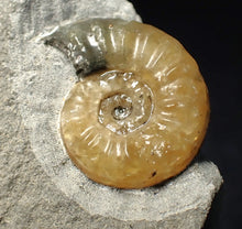 Load image into Gallery viewer, Asteroceras obtusum display ammonite fossil (24 mm)