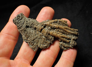 Detailed crinoid head fossil (77 mm)