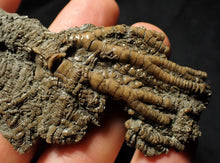 Load image into Gallery viewer, Detailed crinoid head fossil (77 mm)