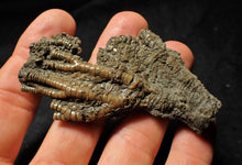 Load image into Gallery viewer, Detailed crinoid head fossil (77 mm)