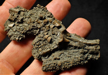 Load image into Gallery viewer, Detailed crinoid head fossil (77 mm)