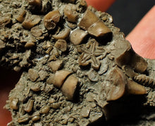 Load image into Gallery viewer, Detailed crinoid head fossil (77 mm)