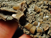 Load image into Gallery viewer, Detailed crinoid head fossil (77 mm)