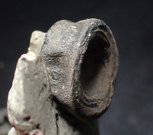 Load image into Gallery viewer, Jurassic ichthyosaur bone (vertebra) in shale from Lyme Regis
