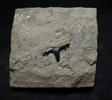 Load image into Gallery viewer, Jurassic hybodont shark's tooth from Lyme Regis (15mm)