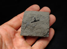 Load image into Gallery viewer, Jurassic hybodont shark's tooth from Lyme Regis (15mm)
