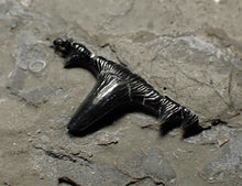 Load image into Gallery viewer, Jurassic hybodont shark's tooth from Lyme Regis (15mm)