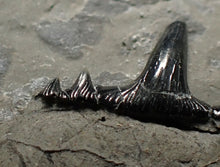 Load image into Gallery viewer, Jurassic hybodont shark's tooth from Lyme Regis (15mm)