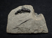 Load image into Gallery viewer, Jurassic hybodont shark's tooth from Lyme Regis (15mm)
