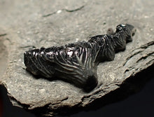 Load image into Gallery viewer, Jurassic hybodont shark's tooth from Lyme Regis (15mm)
