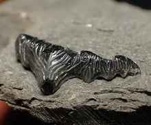 Load image into Gallery viewer, Jurassic hybodont shark's tooth from Lyme Regis (15mm)