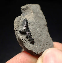 Load image into Gallery viewer, Jurassic hybodont shark's tooth from Lyme Regis (15mm)