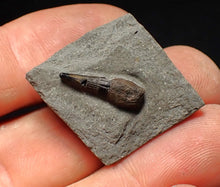 Load image into Gallery viewer, Jurassic ichthyosaur tooth from Lyme Regis (15mm)