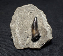Load image into Gallery viewer, Jurassic ichthyosaur tooth from Lyme Regis (16mm)