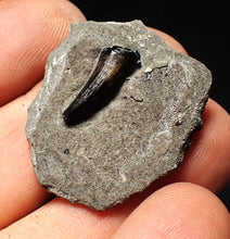 Load image into Gallery viewer, Jurassic ichthyosaur tooth from Lyme Regis (16mm)