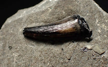 Load image into Gallery viewer, Jurassic ichthyosaur tooth from Lyme Regis (16mm)