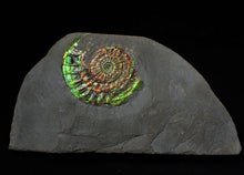 Load image into Gallery viewer, Rainbow green iridescent Caloceras display ammonite