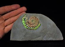 Load image into Gallery viewer, Rainbow green iridescent Caloceras display ammonite