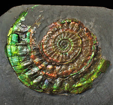 Load image into Gallery viewer, Rainbow green iridescent Caloceras display ammonite