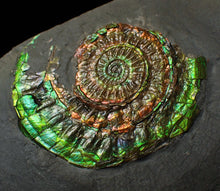 Load image into Gallery viewer, Rainbow green iridescent Caloceras display ammonite
