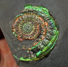 Load image into Gallery viewer, Rainbow green iridescent Caloceras display ammonite