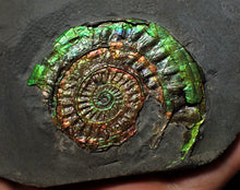 Load image into Gallery viewer, Rainbow green iridescent Caloceras display ammonite