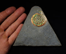 Load image into Gallery viewer, Rainbow-coloured iridescent Caloceras display ammonite fossil