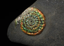 Load image into Gallery viewer, Rainbow-coloured iridescent Caloceras display ammonite fossil